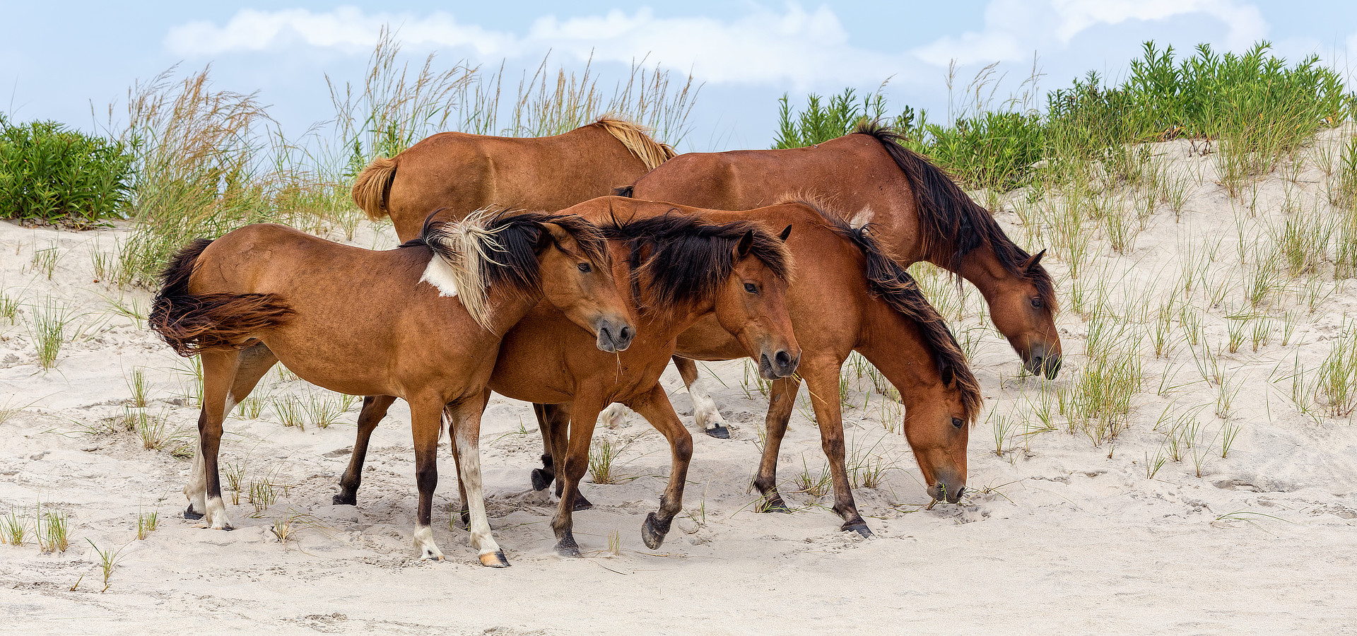 Wild Horses